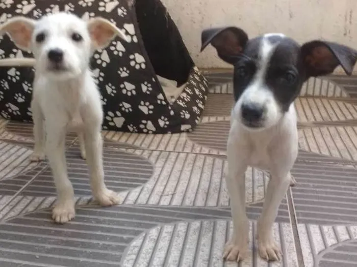 Cachorro ra a Não sei idade Abaixo de 2 meses nome Sem nome