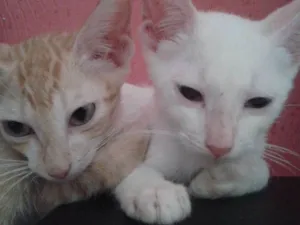 Gato raça Srd idade 2 a 6 meses nome Vários