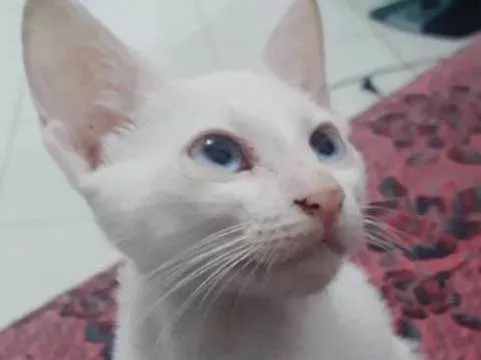 Gato raça Srd idade 2 a 6 meses nome Vários