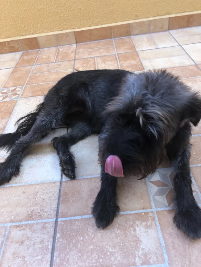Cachorro ra a Schnauzer mestiço  idade 2 anos nome Lunna