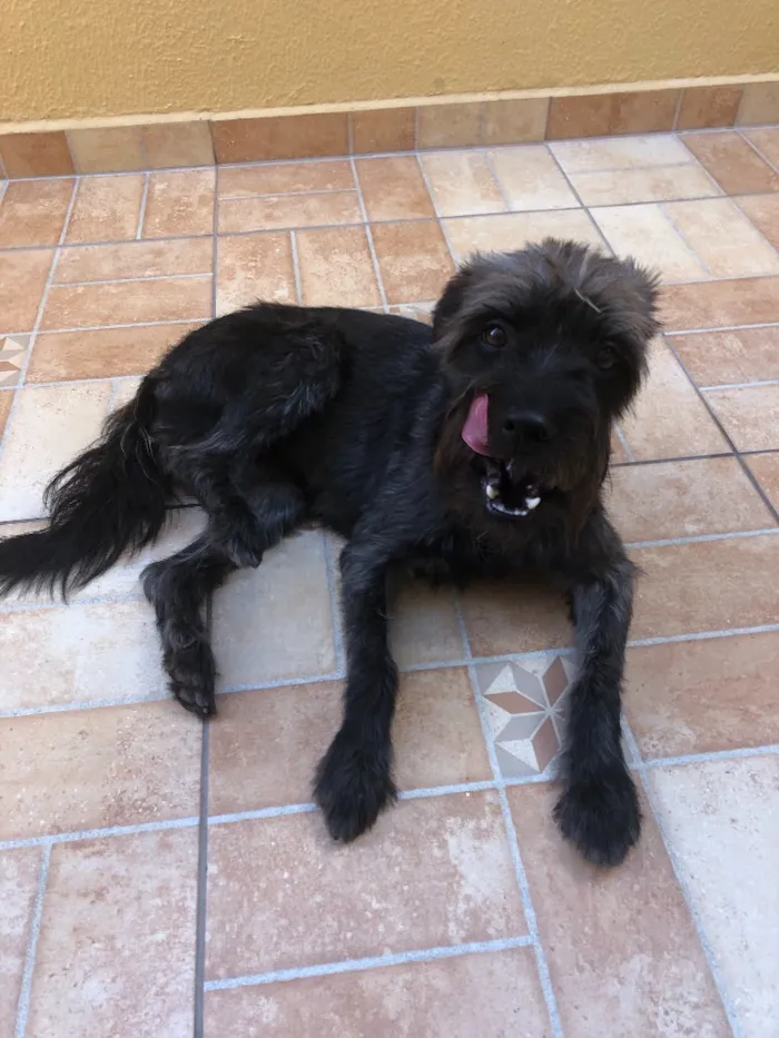 Cachorro ra a Schnauzer mestiço  idade 2 anos nome Lunna