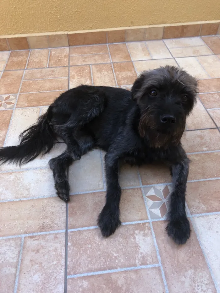 Cachorro ra a Schnauzer mestiço  idade 2 anos nome Lunna