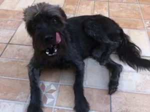 Cachorro raça Schnauzer mestiço  idade 2 anos nome Lunna