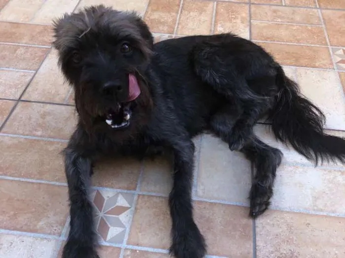 Cachorro ra a Schnauzer mestiço  idade 2 anos nome Lunna