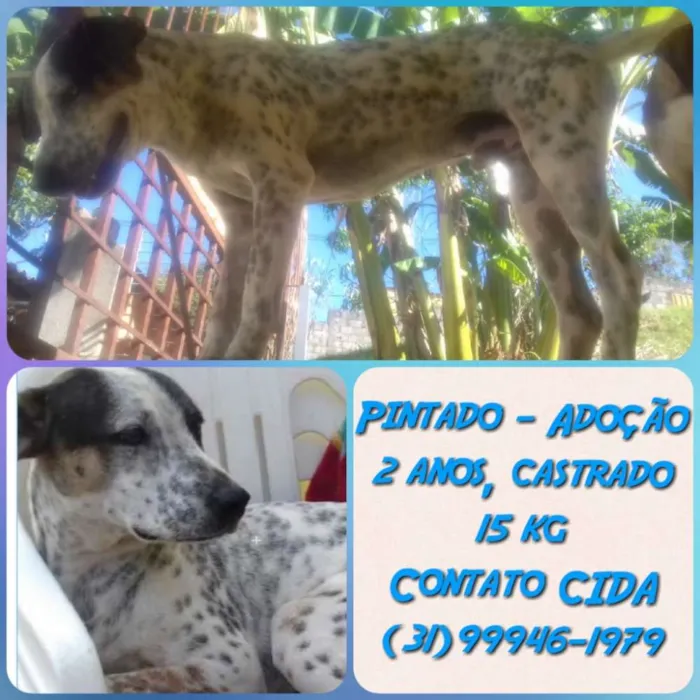 Cachorro raça Srd idade 2 anos nome Pintado
