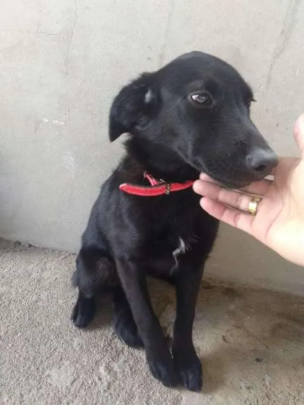 Cachorro ra a VIRA LATA idade 7 a 11 meses nome VIC