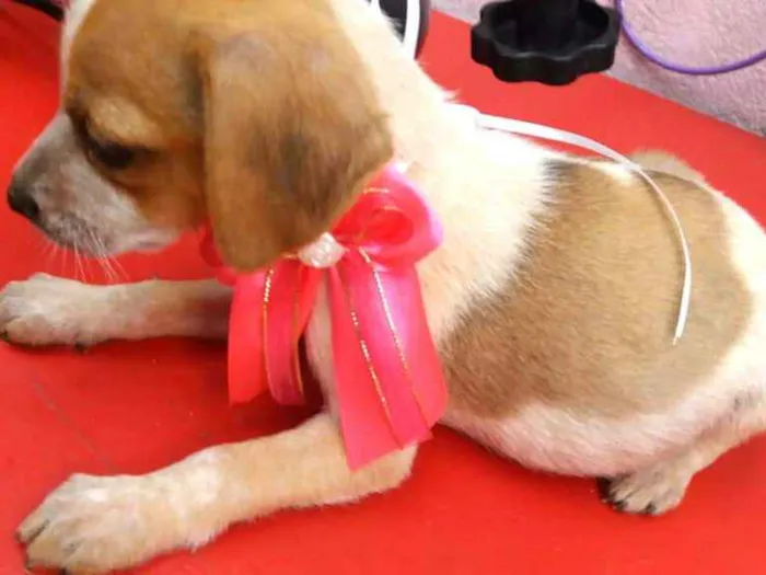 Cachorro ra a  idade 2 a 6 meses nome Filhotes Sueli