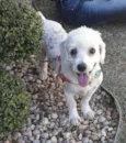 White ( poodle)
