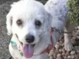White ( poodle)