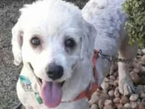 Cachorro raça Poodle  idade 5 anos nome White ( poodle)
