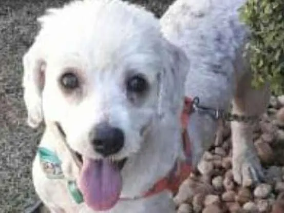 Cachorro ra a Poodle  idade 5 anos nome White ( poodle)