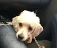 White ( poodle)