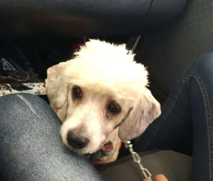 Cachorro ra a Poodle  idade 5 anos nome White ( poodle)