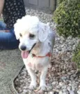White ( poodle)