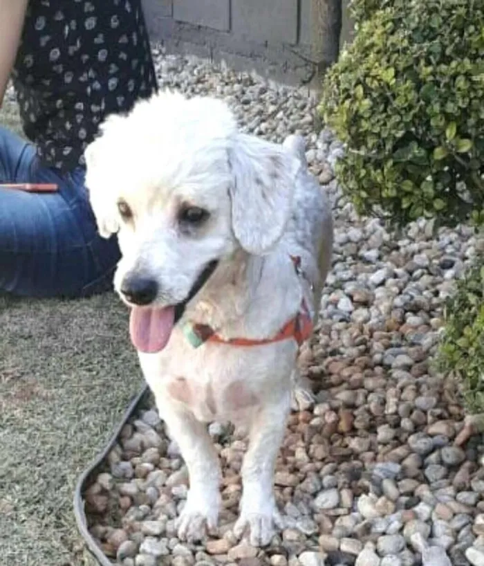 Cachorro ra a Poodle  idade 5 anos nome White ( poodle)