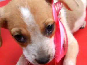 Cachorro raça  idade 2 a 6 meses nome Filhotes Sueli