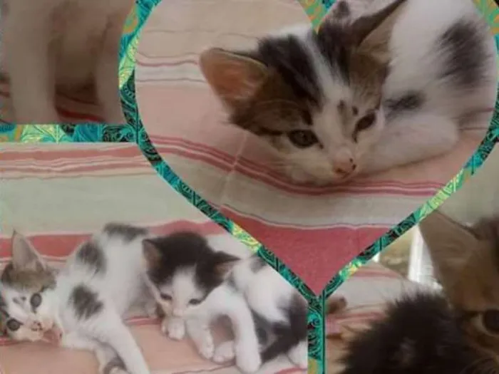 Gato raça Não definida  idade Abaixo de 2 meses nome Sem nome 