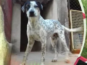 Cachorro raça Srd idade 2 anos nome Pintado