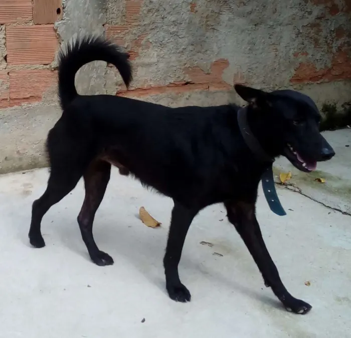 Cachorro ra a Mestiço (Chow Chow+labrador) idade 2 a 6 meses nome Guerreiro