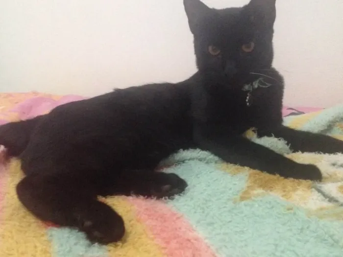 Gato raça Srd idade 2 a 6 meses nome León