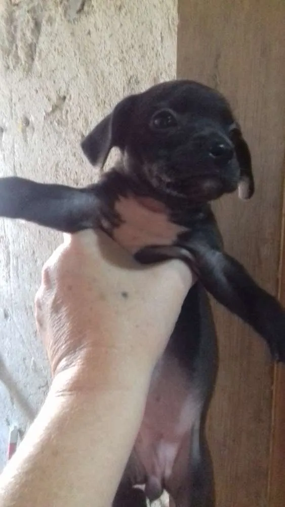Cachorro ra a Mãe paulistinha idade Abaixo de 2 meses nome Sem nome