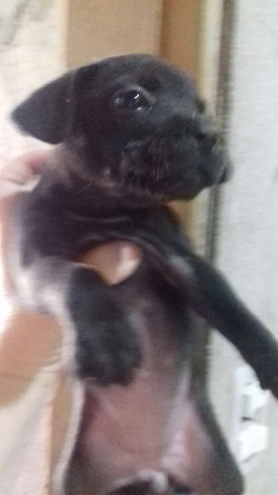 Cachorro ra a Mãe paulistinha idade Abaixo de 2 meses nome Sem nome