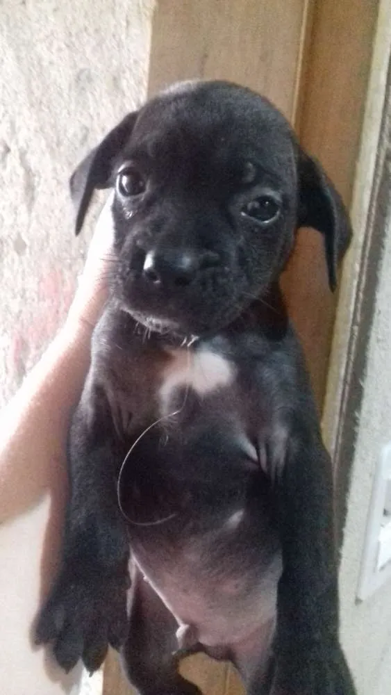 Cachorro ra a Mãe paulistinha idade Abaixo de 2 meses nome Sem nome