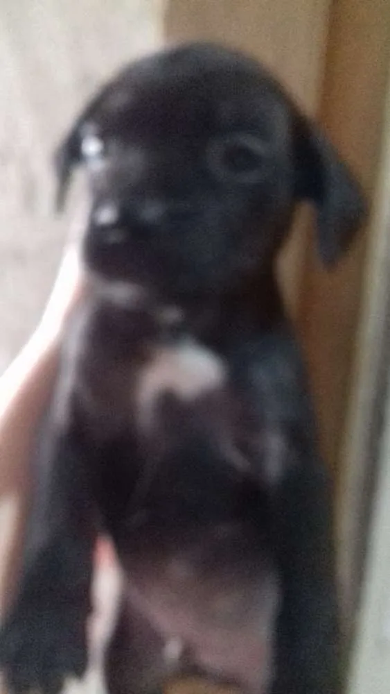 Cachorro ra a Mãe paulistinha idade Abaixo de 2 meses nome Sem nome