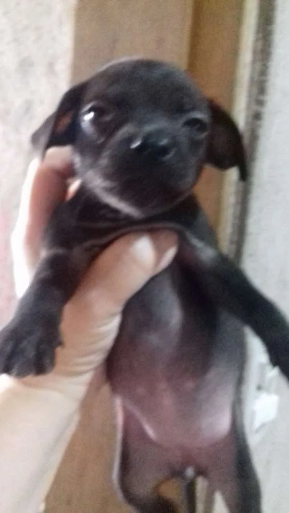 Cachorro ra a Mãe paulistinha idade Abaixo de 2 meses nome Sem nome