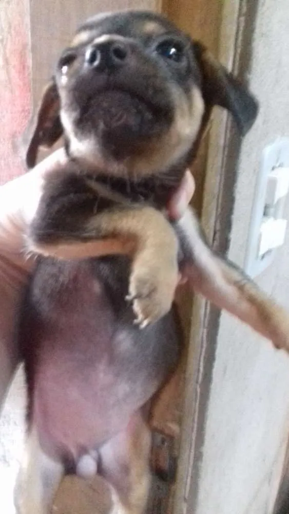 Cachorro ra a Mãe paulistinha idade Abaixo de 2 meses nome Sem nome