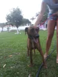 Rex