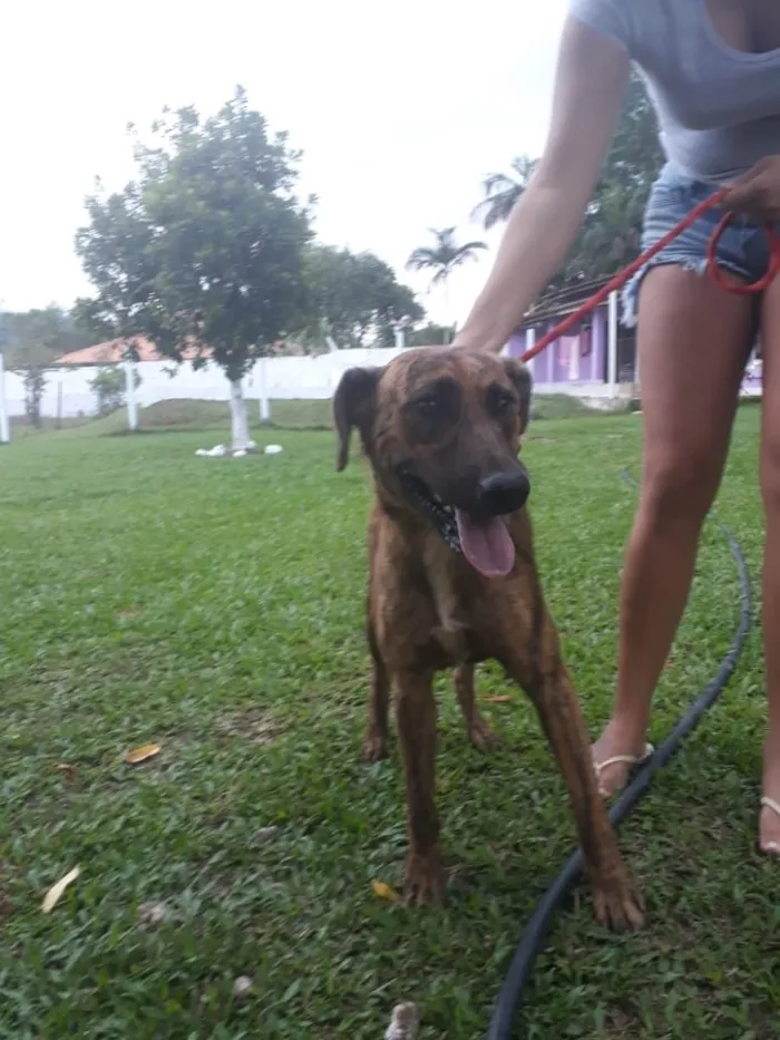 Cachorro raça srd idade 2 anos nome Rex