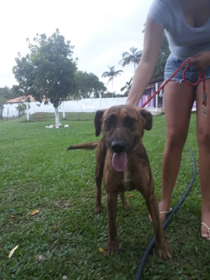 Cachorro raça srd idade 2 anos nome Rex