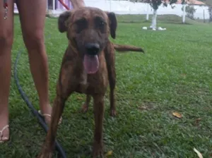 Cachorro raça srd idade 2 anos nome Rex