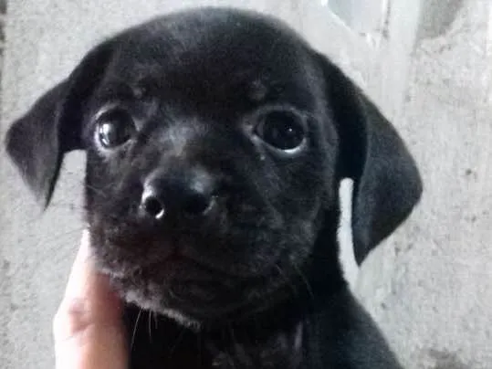 Cachorro ra a Mãe paulistinha idade Abaixo de 2 meses nome Sem nome