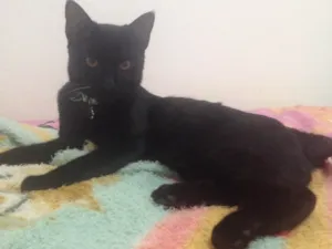 Gato raça Srd idade 2 a 6 meses nome León