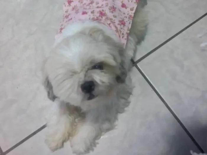 Cachorro ra a Shytshu idade 3 anos nome Princesa