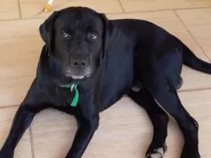 Cachorro raça Labrador  idade 4 anos nome FRED