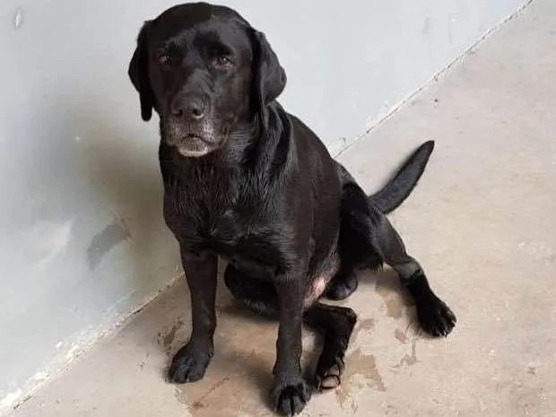 Cachorro ra a Labrador  idade 4 anos nome FRED