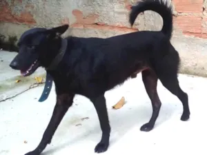 Cachorro raça Mestiço (Chow Chow+labrador) idade 2 a 6 meses nome Guerreiro