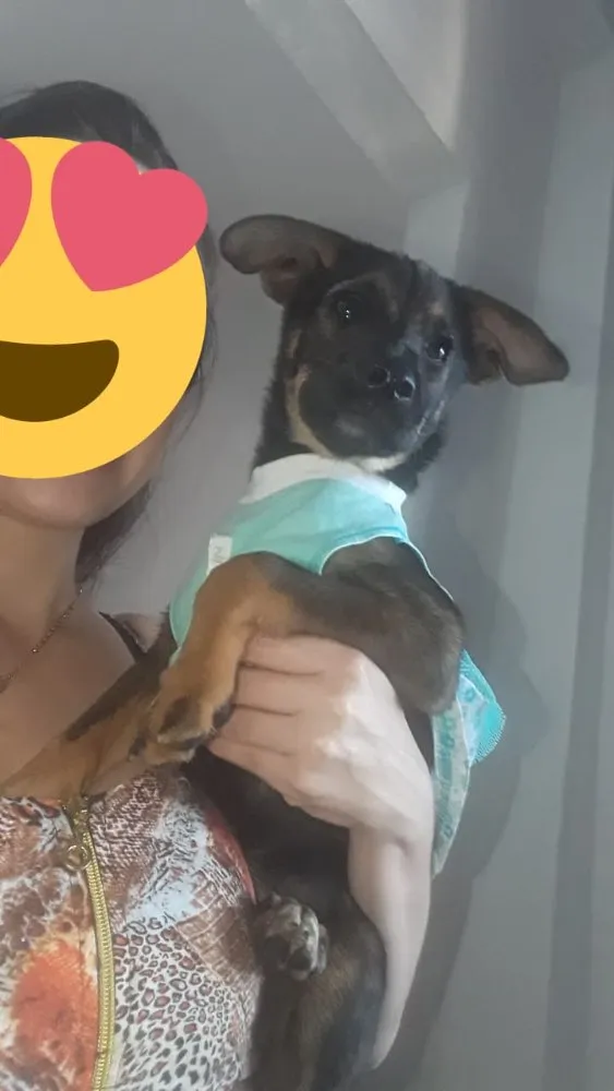 Cachorro ra a Sem raça definida  idade 2 a 6 meses nome Mariana
