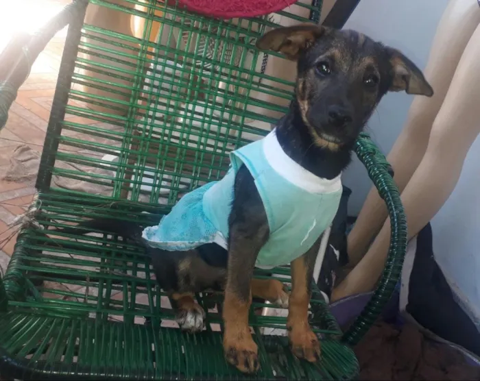 Cachorro ra a Sem raça definida  idade 2 a 6 meses nome Mariana
