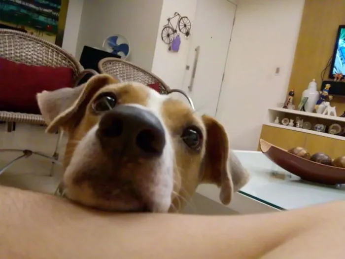 Cachorro ra a Fox Paulistinha idade 6 ou mais anos nome Bob