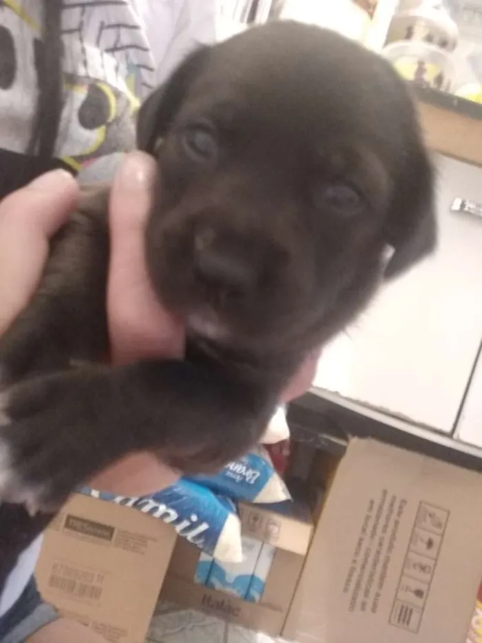Cachorro ra a Vira-lata  idade Abaixo de 2 meses nome Não tem nome