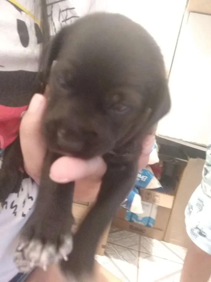 Cachorro ra a Vira-lata  idade Abaixo de 2 meses nome Não tem nome