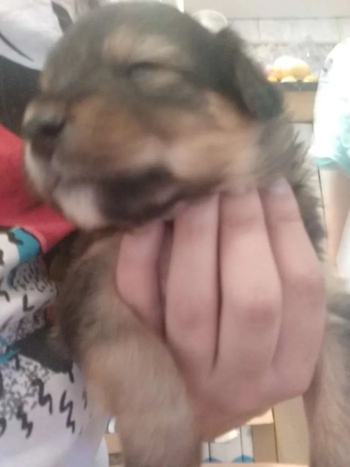 Cachorro ra a Vira-lata  idade Abaixo de 2 meses nome Não tem nome