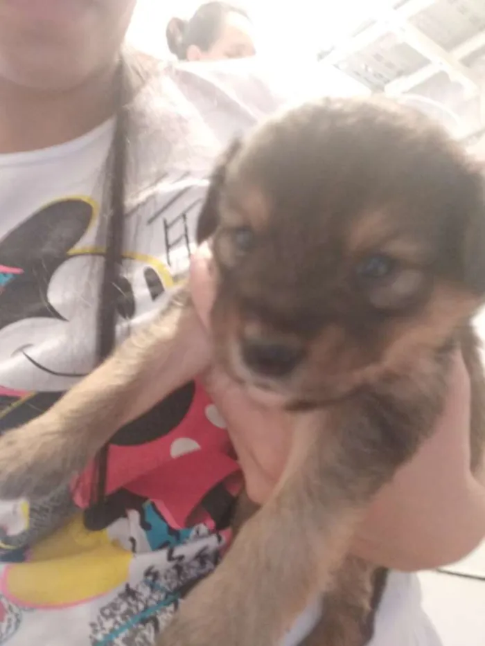 Cachorro ra a Vira-lata  idade Abaixo de 2 meses nome Não tem nome