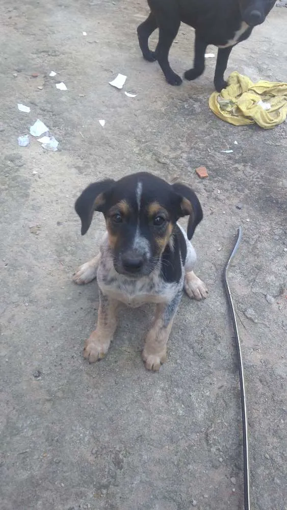 Cachorro ra a Vira lata idade Abaixo de 2 meses nome Julli