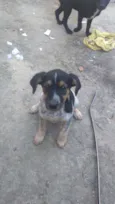 Julli