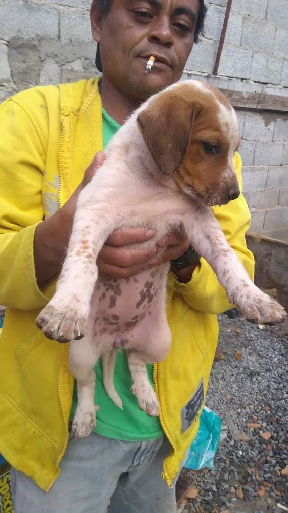 Cachorro ra a Vira lata idade Abaixo de 2 meses nome Julli